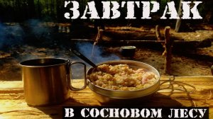 УТРО В СОСНОВОМ ЛЕСУ