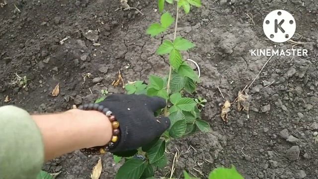 ВАЖНАЯ ОБРЕЗКА ЕЖЕВИКИ ОСЕНЬЮ! ТОЛЬКО САМОЕ ГЛАВНОЕ!
