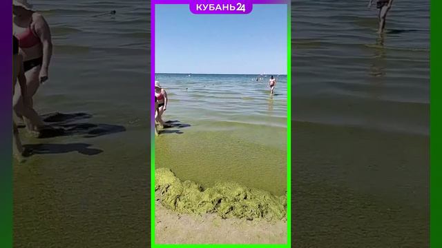 Водоросли в Анапе пользуются спросом