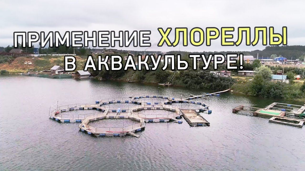 Применение хлореллы Альготек в Аквакультуре!