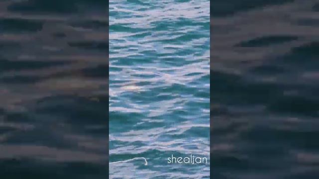 SEA TURTLE Spotted from balcony view | UAE Fujaira