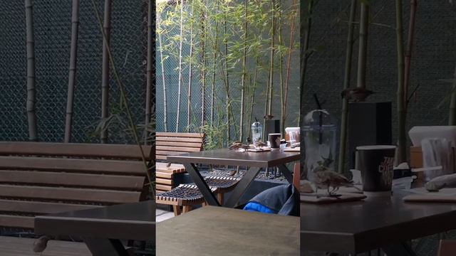 Забавные воробьи