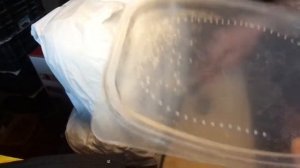 Разведение дождевых червей #800