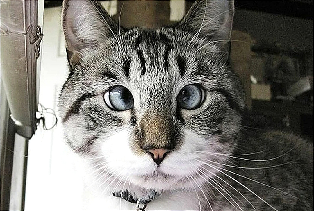 Фото кот с глазами в кучу