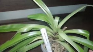 Цветение Paph. qratrixianum x sib.