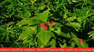 Обзор отеля Pickalbatros Laguna Vista Residence apartment Шарм-эль-Шейх