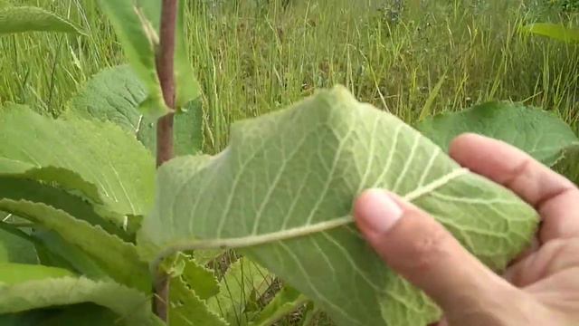 Корень девясила смотреть онлайн