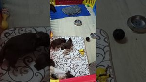 Мини и стандарт. Бивер и шоколаный Йорки.