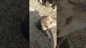 Щенки русской гончей,завтрак..