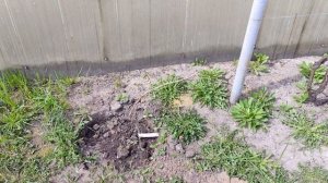 Лучший сорт для Подмосковья саженец винограда Зарево