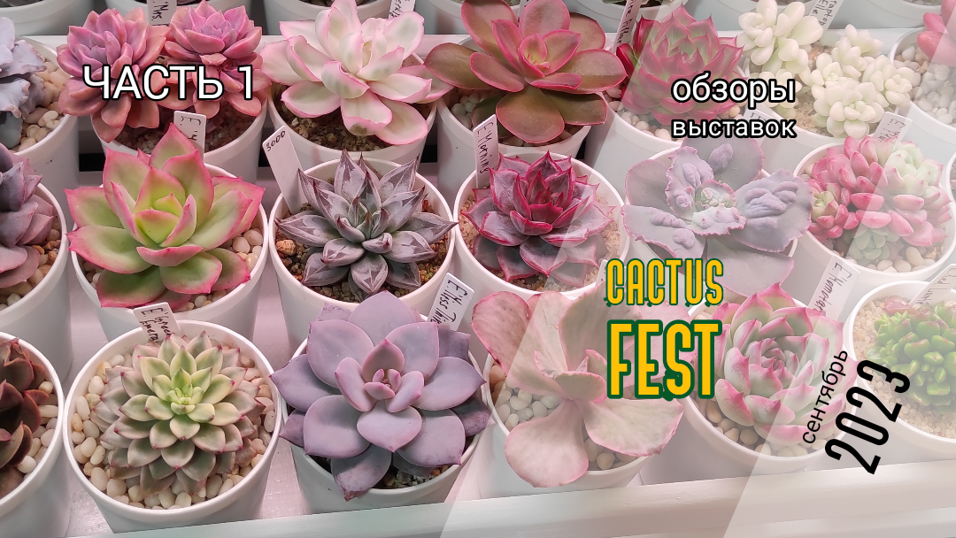 Осенняя выставка-ярмарка кактусов и суккулентов Cactus Fest. 9-10 сентября 2023 г. Часть 1.