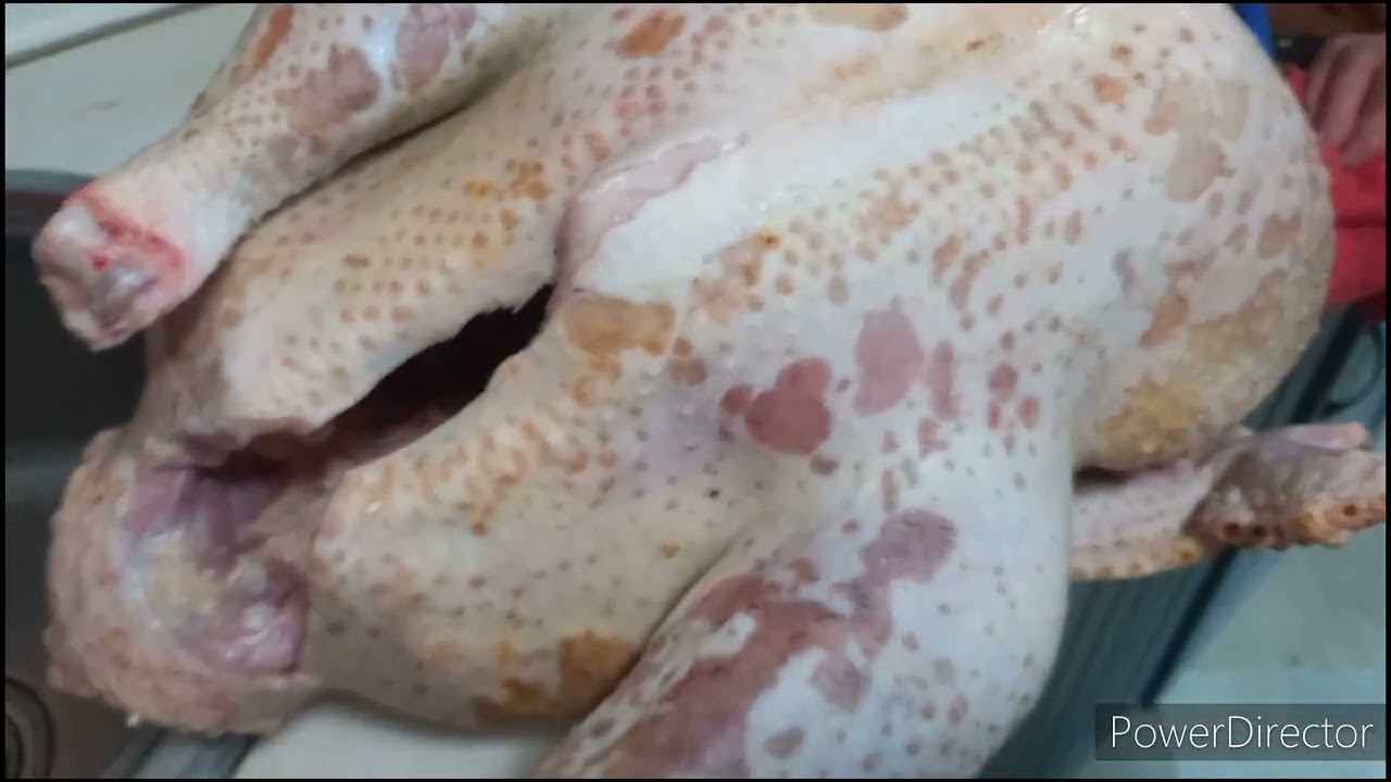 Белый широкогрудый индюк (генофонд Ставрополья) смотреть онлайн