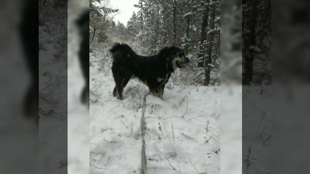 Банхары, питомник "Алтан Дайчин" смотреть онлайн