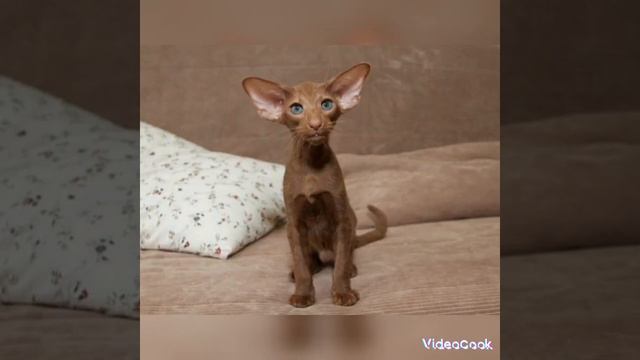 Фото котят Ориентальной породы. Хочу такого котёночка! #ориентальныекотята