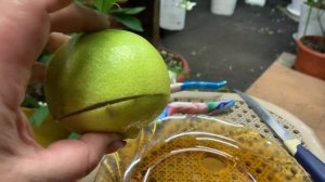 Сладкий лимон Dolce del Brasile в теплице Киевская обл