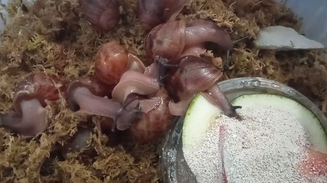 Как растут овумята!) #архахатины #овумы #улитка
