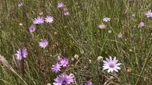Новотроицкое водохранилище. Рыбалка на леща.
