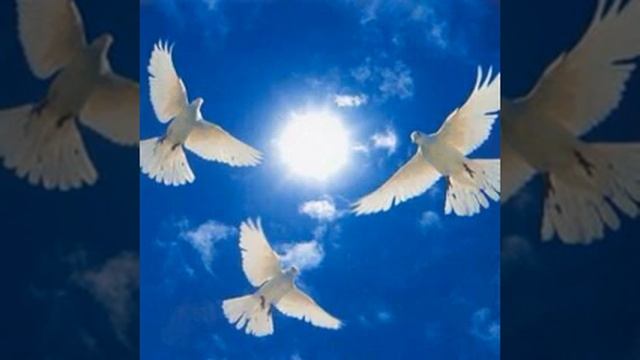 Сон: восхищение- белые голуби