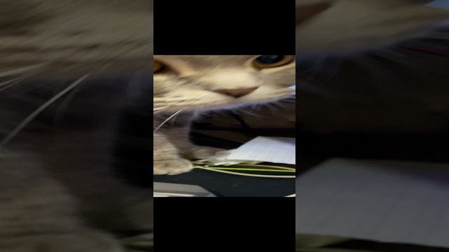 Пуша и проволока