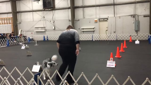 Aurora AKC Rally Masters 2/17/18 смотреть онлайн