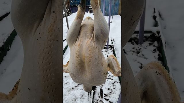 Индюшка Бронза 708 , 1 год вес 14 кг смотреть онлайн