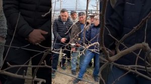 #Обрезка #яблони сорта Голден Делишез на карликовом подвое #М9 в Грузии. Мастер-класс