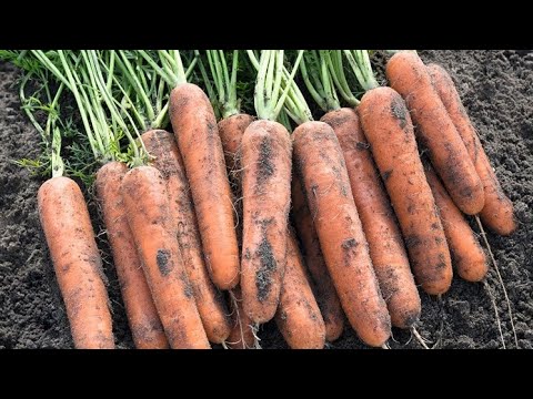 Сею морковь в середине июля. [U0VLCilUu2w] смотреть онлайн