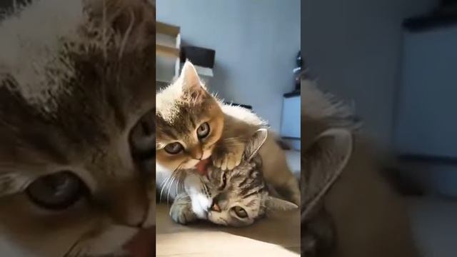 кошки очень милые животные смотреть онлайн