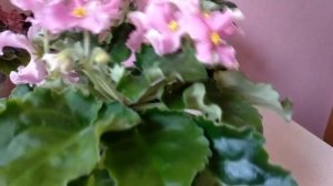 Фиалки.Несколько сортов из моей коллекции. Рассказываю достоинства и недостатки.