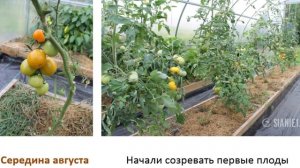 Биогумус – натуральное удобрение. Добавляем в лунки