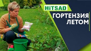 Правильный Уход За Гортензией Летом Чем Удобрять Гортензию ✔️ Советы От Хитсад ТВ