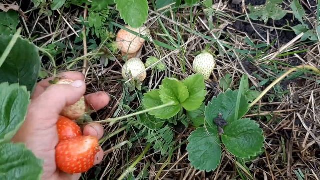 Земляника садовая крупноплодная (клубника)...что оставила, почему, старые сорта, новые...