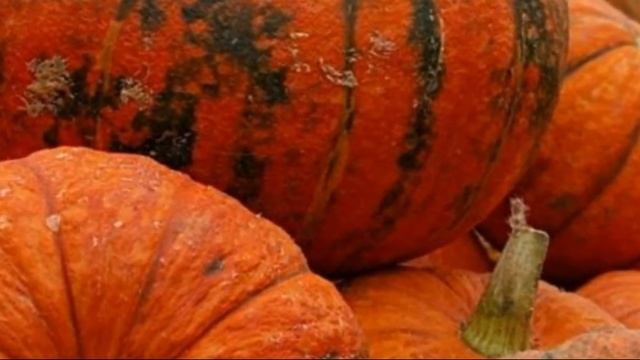Как хранить тыкву всю зиму смотреть онлайн