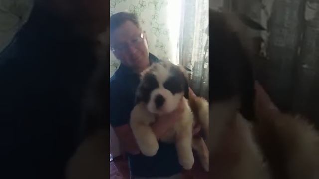 Щенок сенбернар Абигайль (55 дней)  St. Bernard puppy ABIGAIL (55 days old)