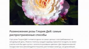 Роза Глория Дей, посадка и уход
