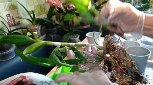 ПЕРЕСАДКА - ДЕЛЕНИЕ куста Дендробиума Фаленопсиса