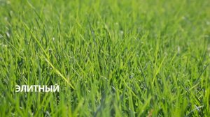 Газон "Элитный" от SagamaGreen
