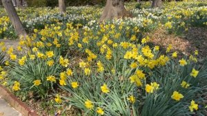 Daffodils! - Нарциссовый рай -2- Blithewold - 14 апреля '23