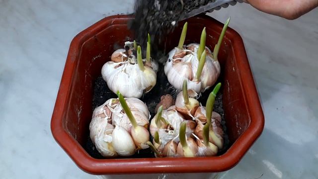 ЧЕСНОК КРУГЛЫЙ ГОД. Лучший способ выращивания чеснока на перо. смотреть онлайн