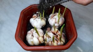 ЧЕСНОК КРУГЛЫЙ ГОД. Лучший способ выращивания чеснока на перо.