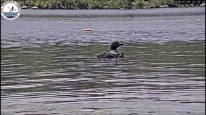 Гагара. Плаваем. Loon. Swim. Loon Preservation Committee. Комитет По Сохранению Гагар.
