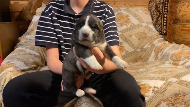 4.Сука тигрово-белая с белым.Бульдозера,Топаза линии.Щенок САО/алабай.РКФ/FCI.+79157787787 Ольга смотреть онлайн