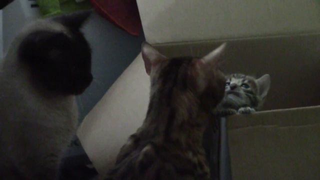 Котята начинают выбираться из своего домика / Видео для самых маленьких смотреть онлайн