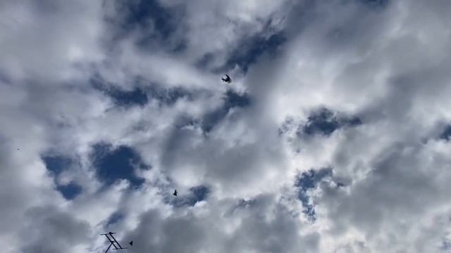 голуби Донбасса!! 07.2022 смотреть онлайн