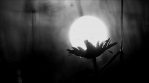 РЯДОВОЙ ДАРИН -  ДОНСКАЯ КАЗАЧЬЯ