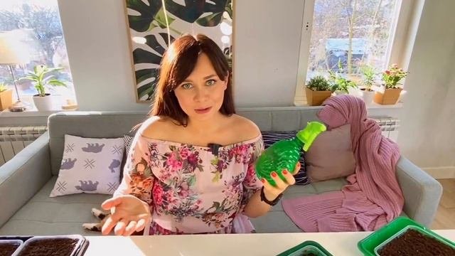 Посев петунии. Нюансы и уход до первой пикировки.