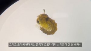 모기 번데기는 여러분 근처에 있습니다 ㅠ