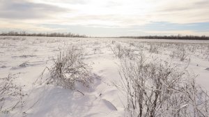 Зима в степи. Монохром. Черный ворон, канюк-зимняк. Ростовская область, северо-запад