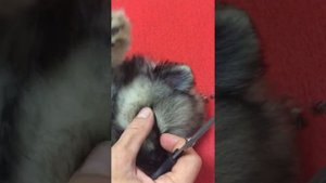 Стрижка шпица, оформление ушек, медвежьи ушки