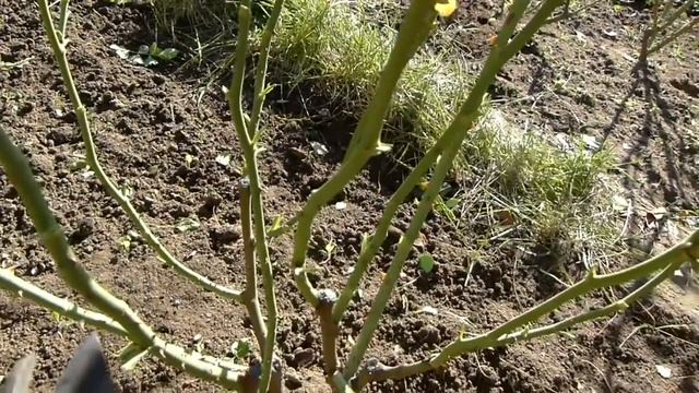 Об этом нужно Предупредить!!! ВАЖНЫЕ тонкости ОБРЕЗКИ РОЗ . смотреть онлайн